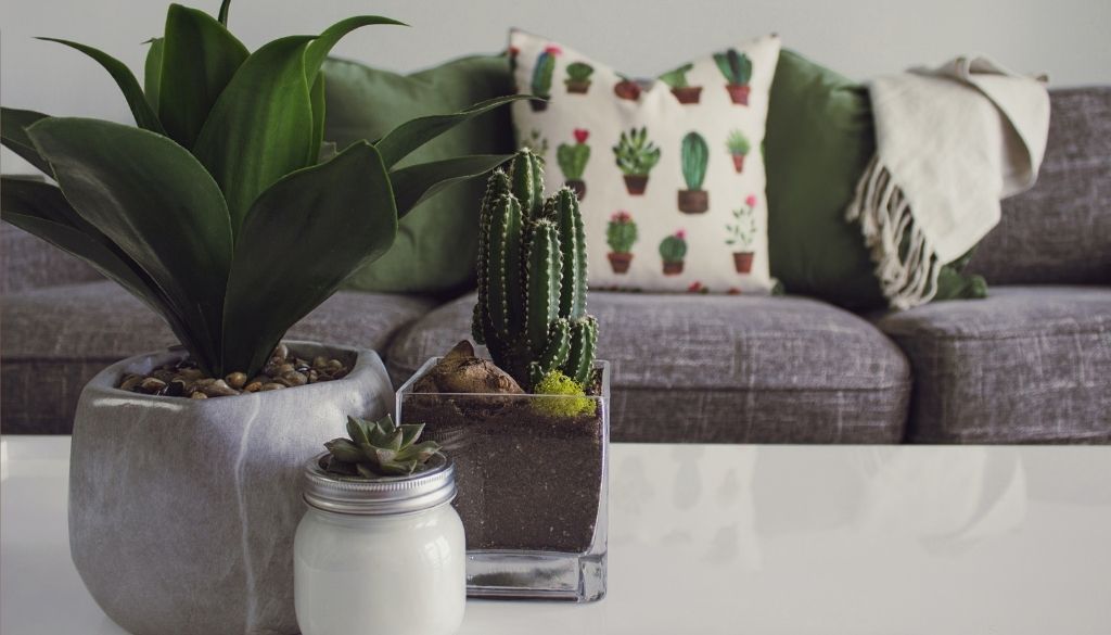 Plants in the living room of the home.