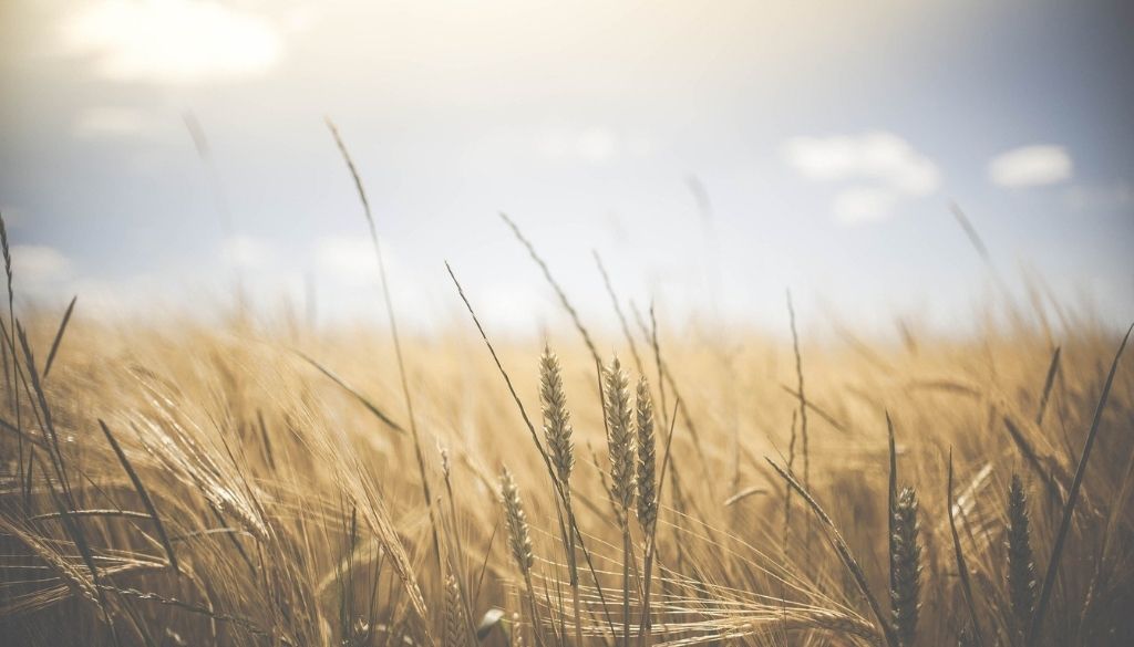 Wheat allergy in wheat field.